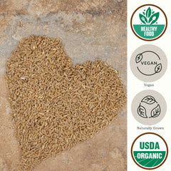 Be Still Farms close-up of organic einkorn wheat berries highlighting texture and whole-grain quality
