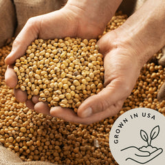 Be Still Farms roasted soya nuts in scoop illustrating crunchy snack idea