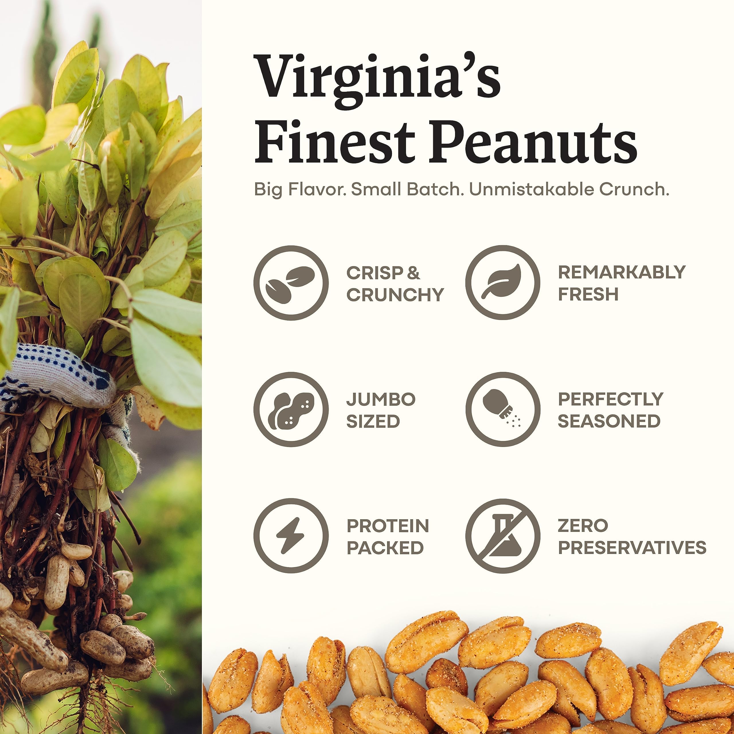 Belmont Peanuts close-up of large Virginia kernels highlighting crunchy texture