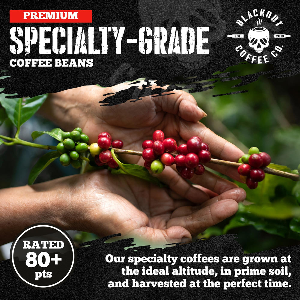 Blackout Coffee Co. roasted bean surface close-up revealing roast color and smooth finish