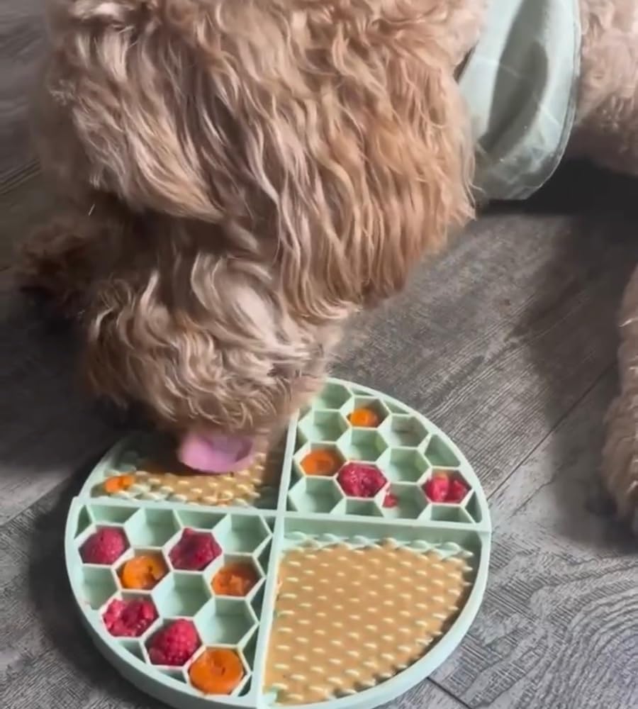 Dog enjoying Buddy Budder outdoors illustrating travel-friendly rewarding