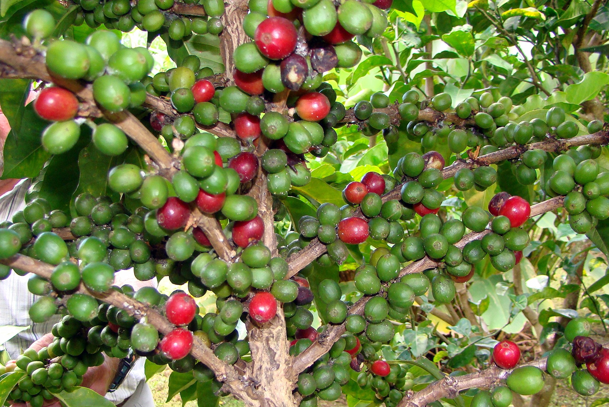 Café Duran highlands farm landscape highlighting origin and terroir benefit