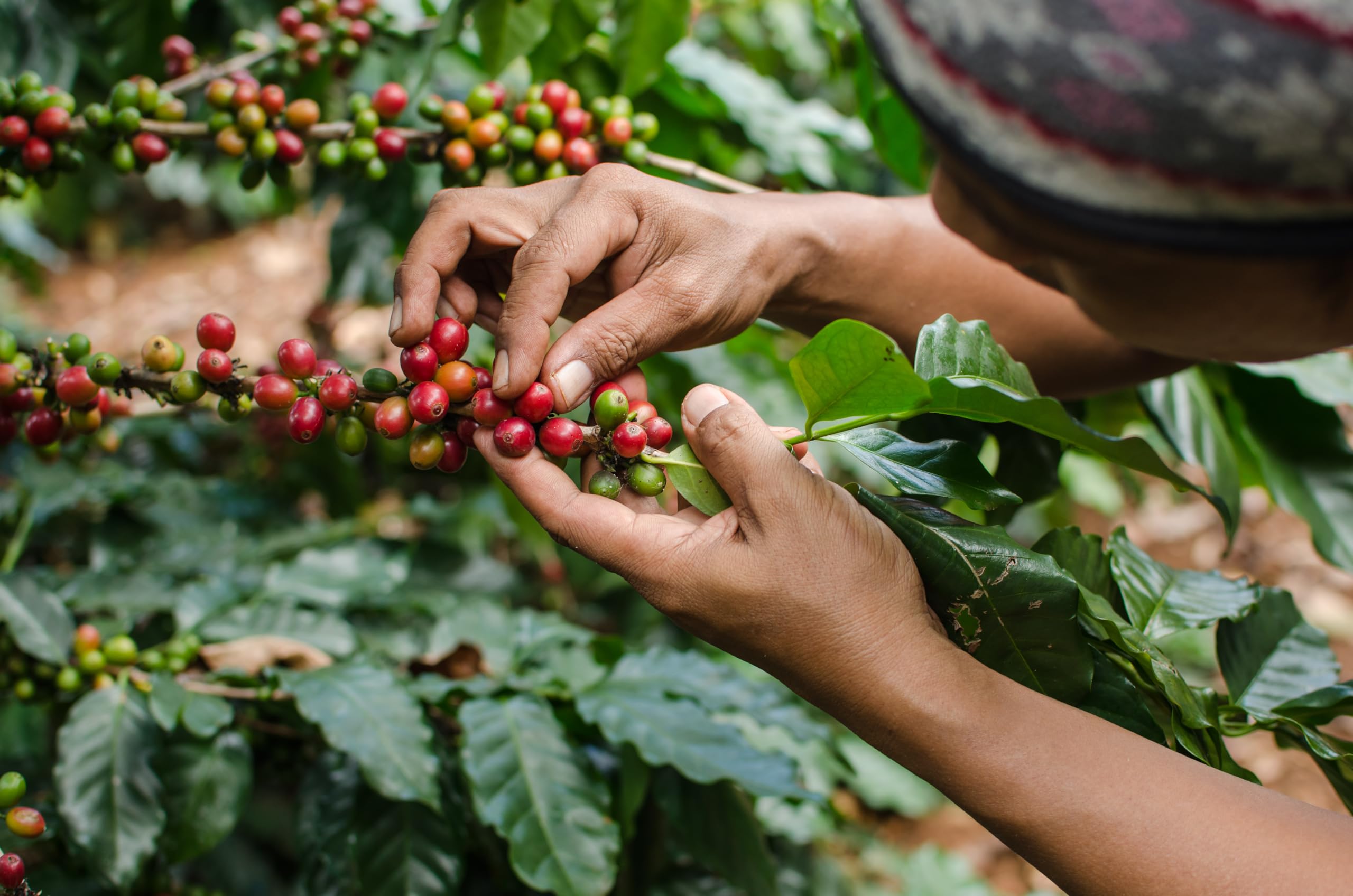 Cafe Don Pedro ingredient label close-up conveying mold-free, non-GMO quality assurance