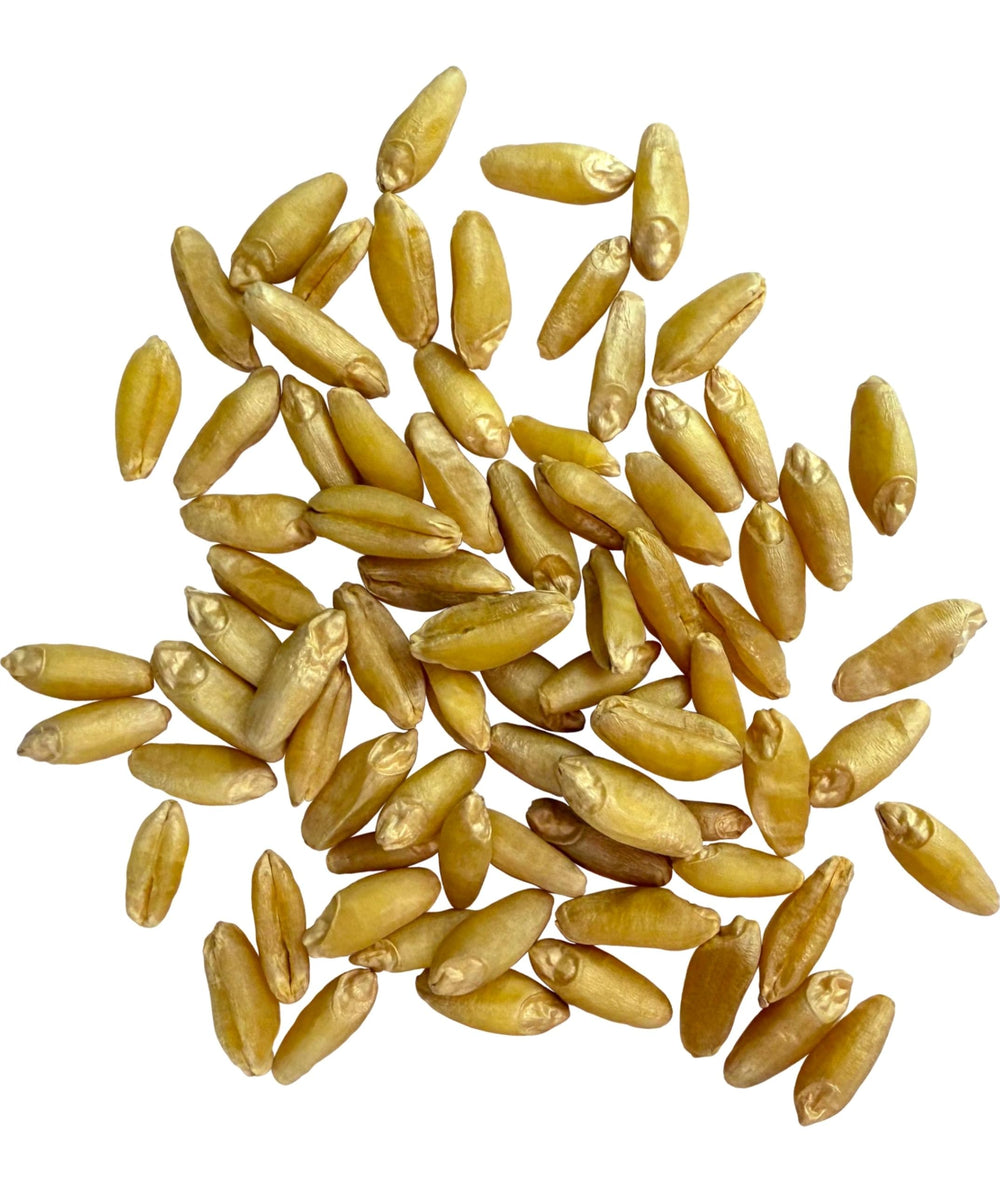 CLEAR CREEK close up of wheat berry texture highlighting freshness and milling quality