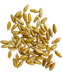 CLEAR CREEK close up of wheat berry texture highlighting freshness and milling quality