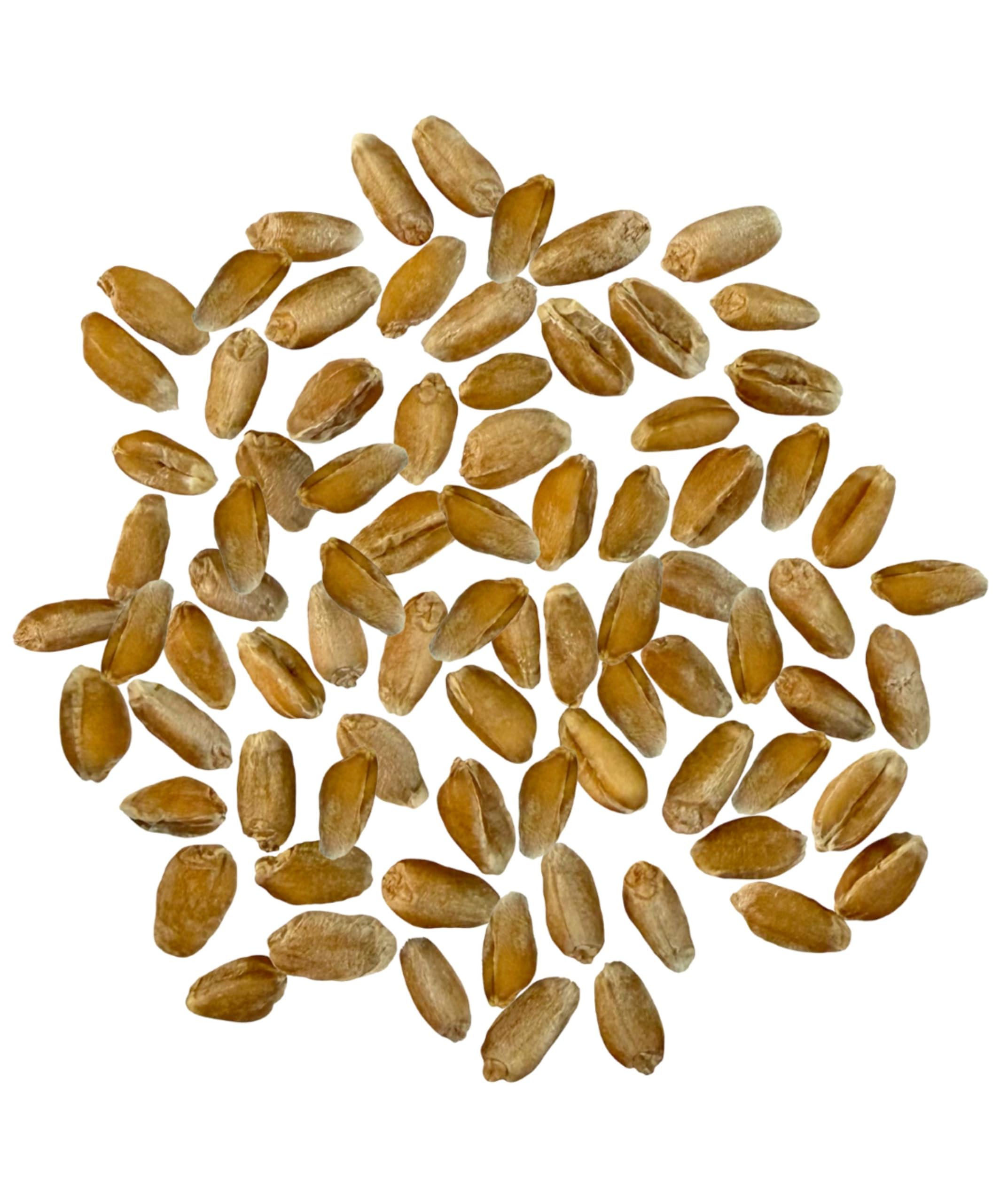CLEAR CREEK close-up of spelt kernels highlighting firm texture benefit