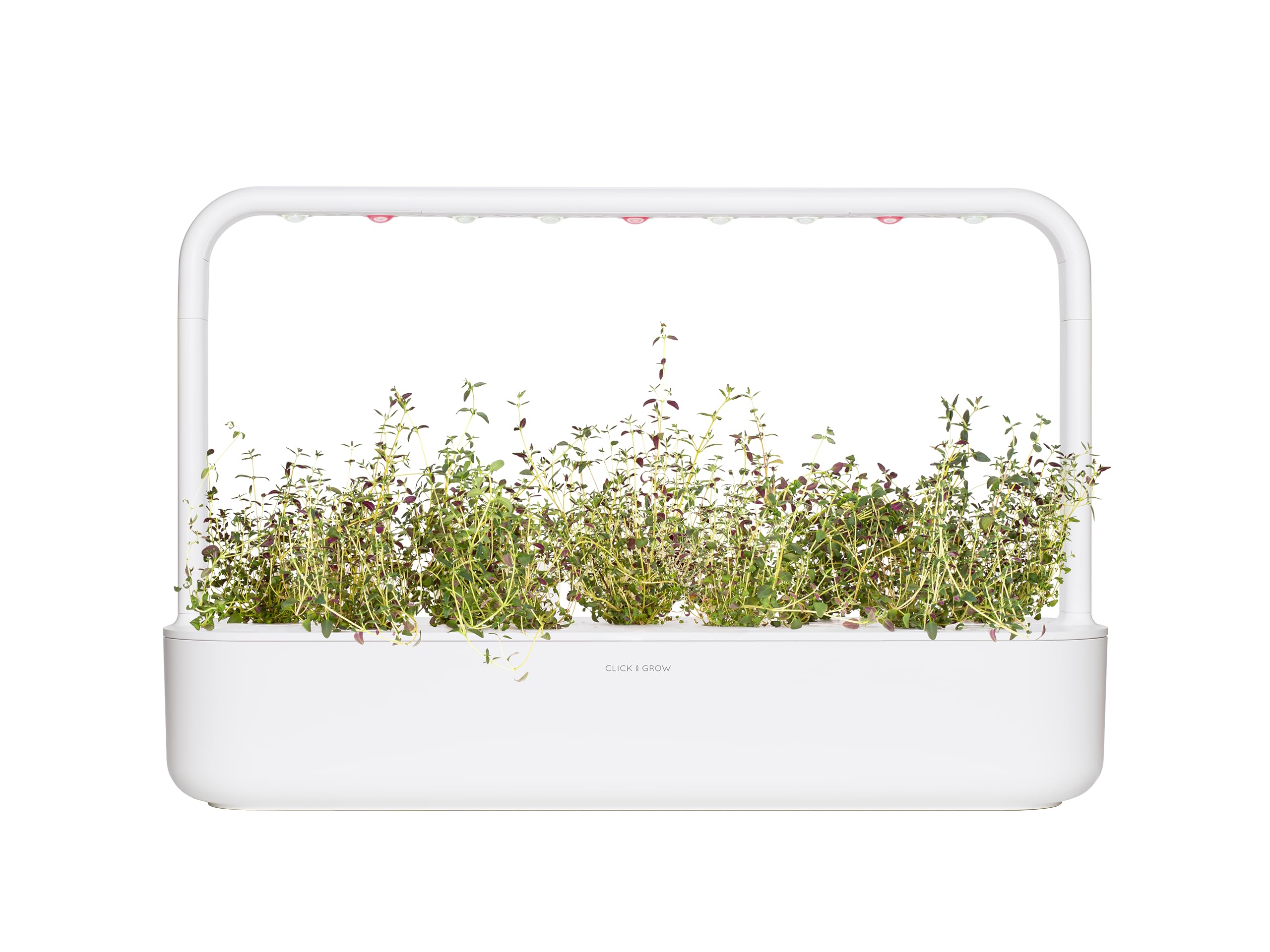Click and Grow thyme leaf detail showing fresh leaves and strong aroma benefit