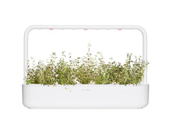 Click and Grow thyme leaf detail showing fresh leaves and strong aroma benefit