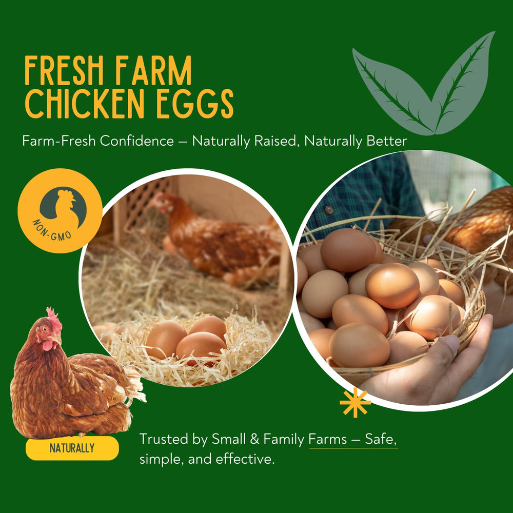 Coclara sprinkled on chicken feed demonstrating easy daily administration