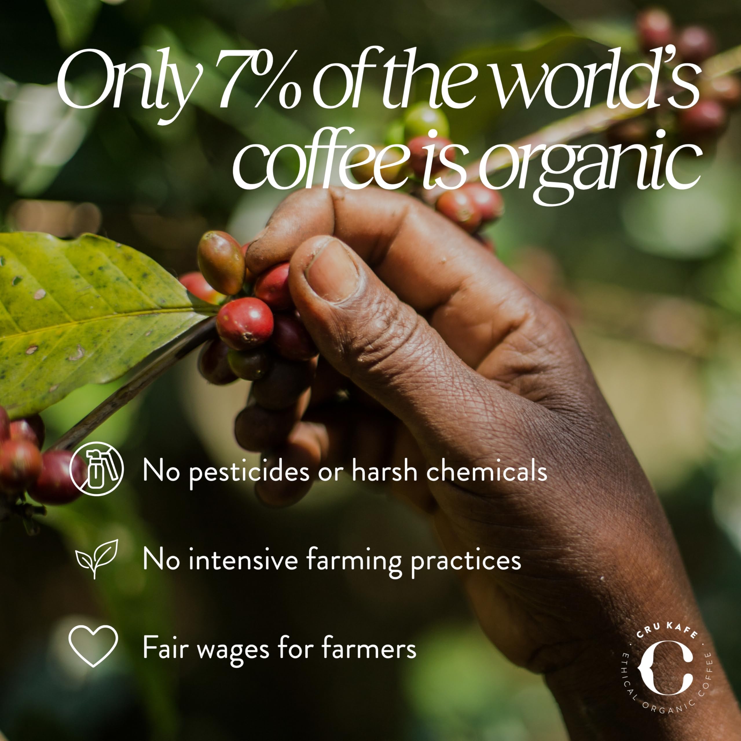Cru Kafe capsules in hand giving scale and convenience for Nespresso machines