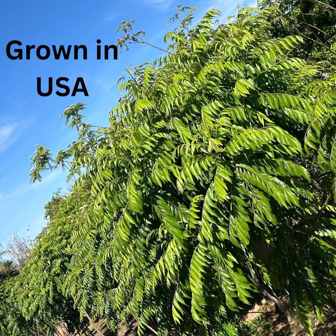 CurryForest Arizona farm rows where herbicide-free leaves are grown