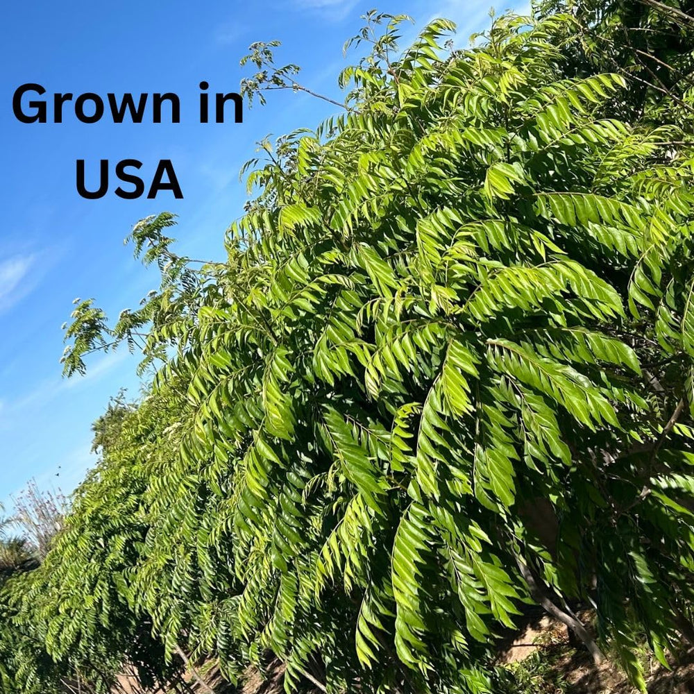 CurryForest Arizona farm rows where herbicide-free leaves are grown