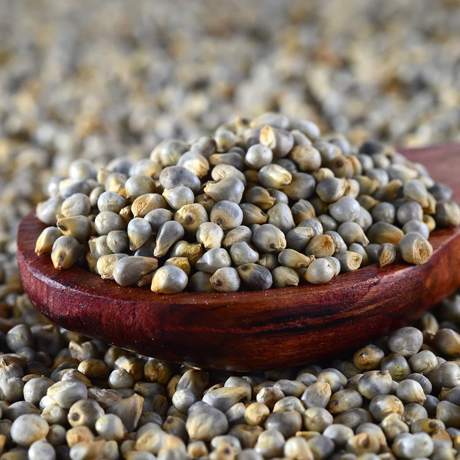Danodia Foods handful of raw bajra grains showing natural kernels and cooking readiness