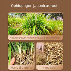 DIAN MAI HAO root texture detail highlighting intact tuber structure