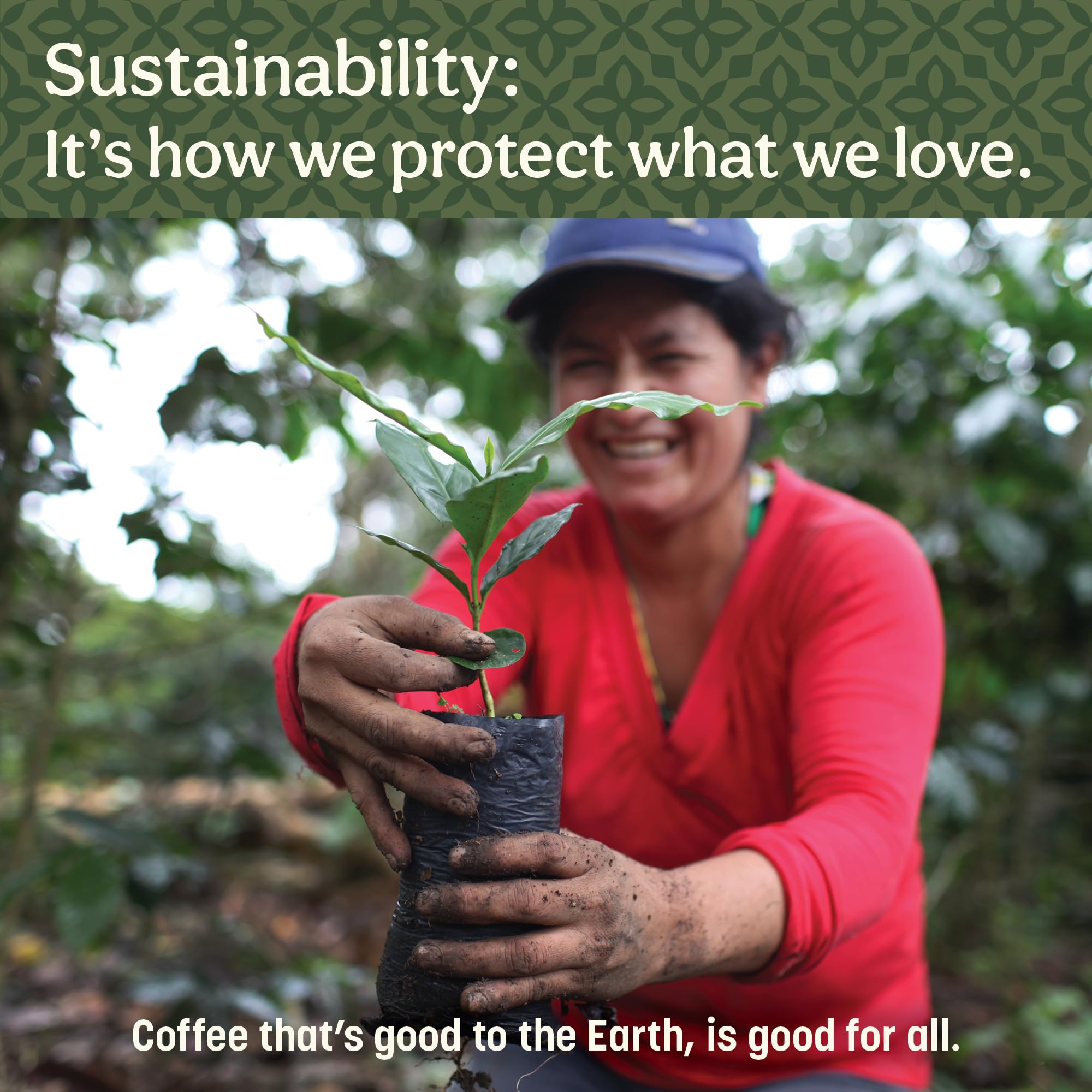 Don Francisco's coffee beans beside capsules showing 100% Arabica quality contrast