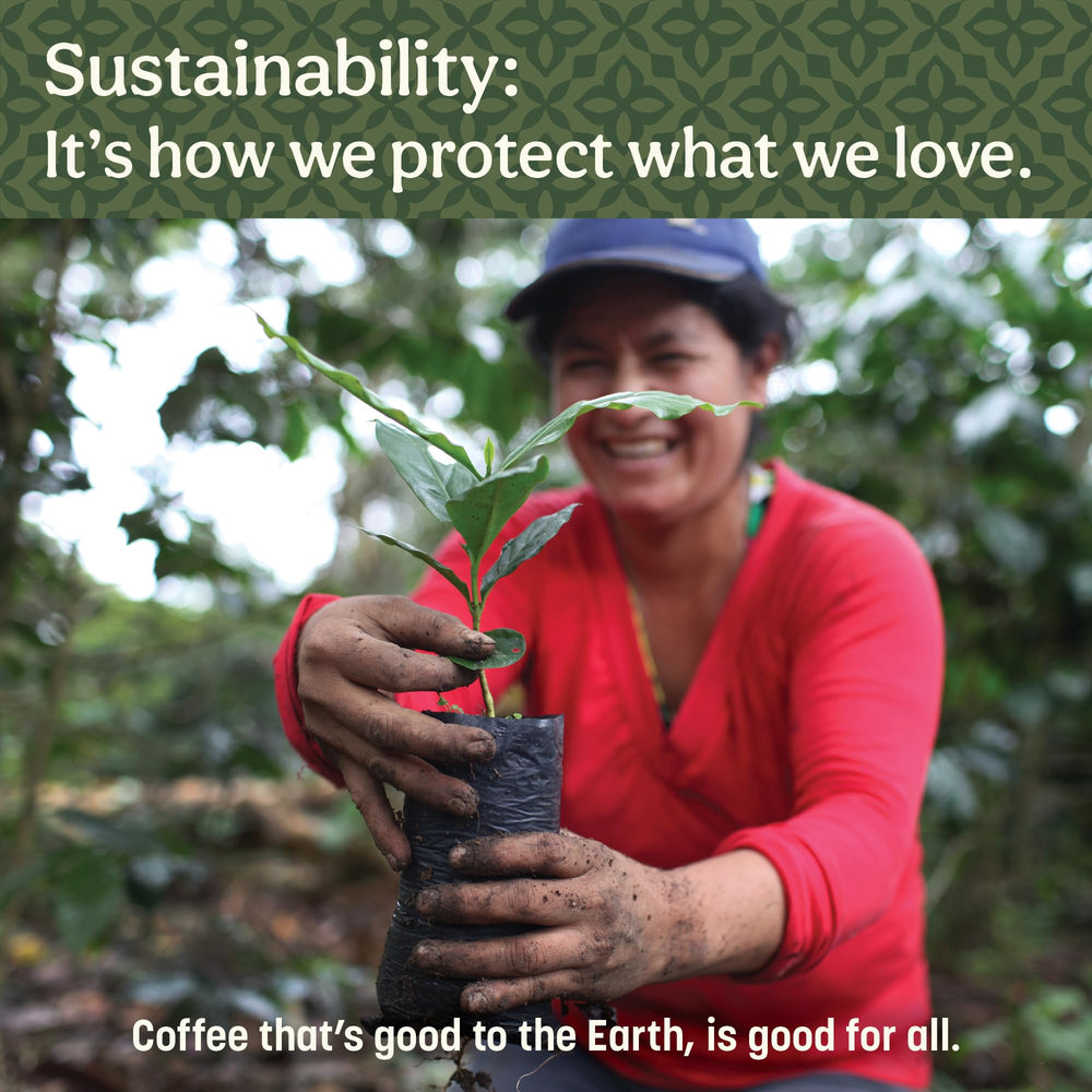 Don Francisco's coffee beans beside capsules showing 100% Arabica quality contrast