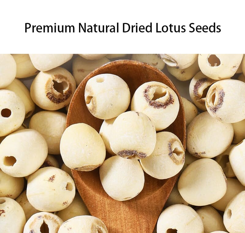 Doorpetal lotus seeds beside ruler for scale, conveys accurate portion size