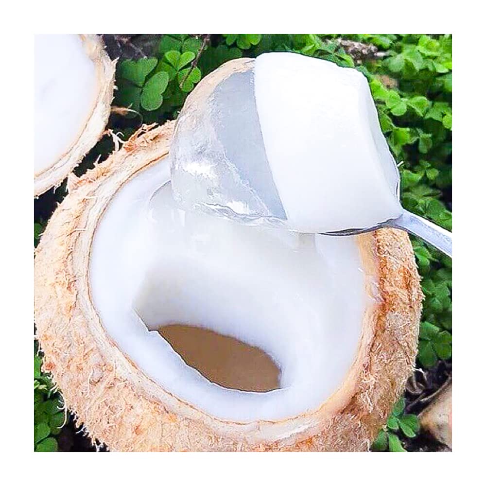 DRAGON chilled coconut jelly in shell showing ready-to-eat refreshment