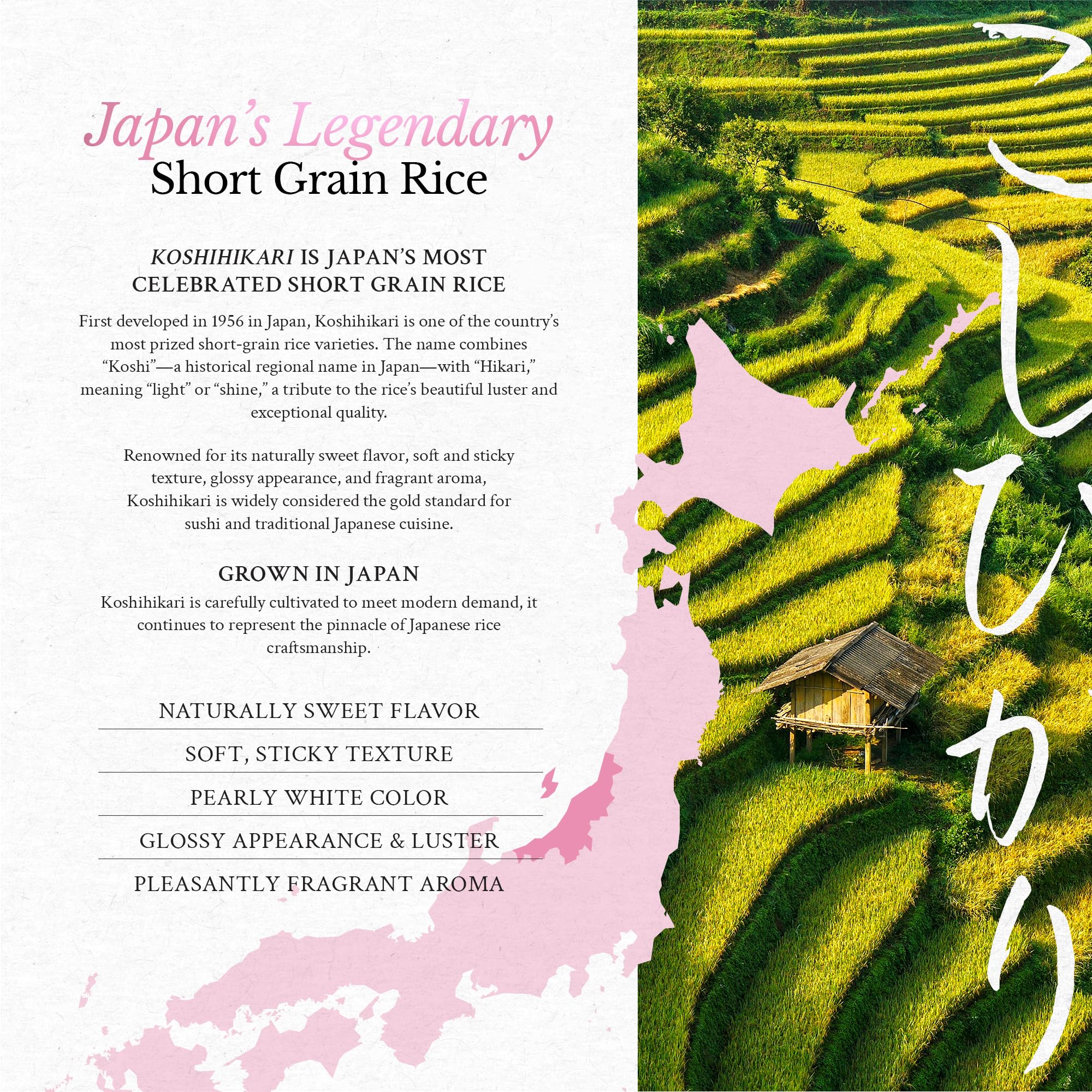 East and Else close-up of uncooked Koshihikari grains highlighting purity