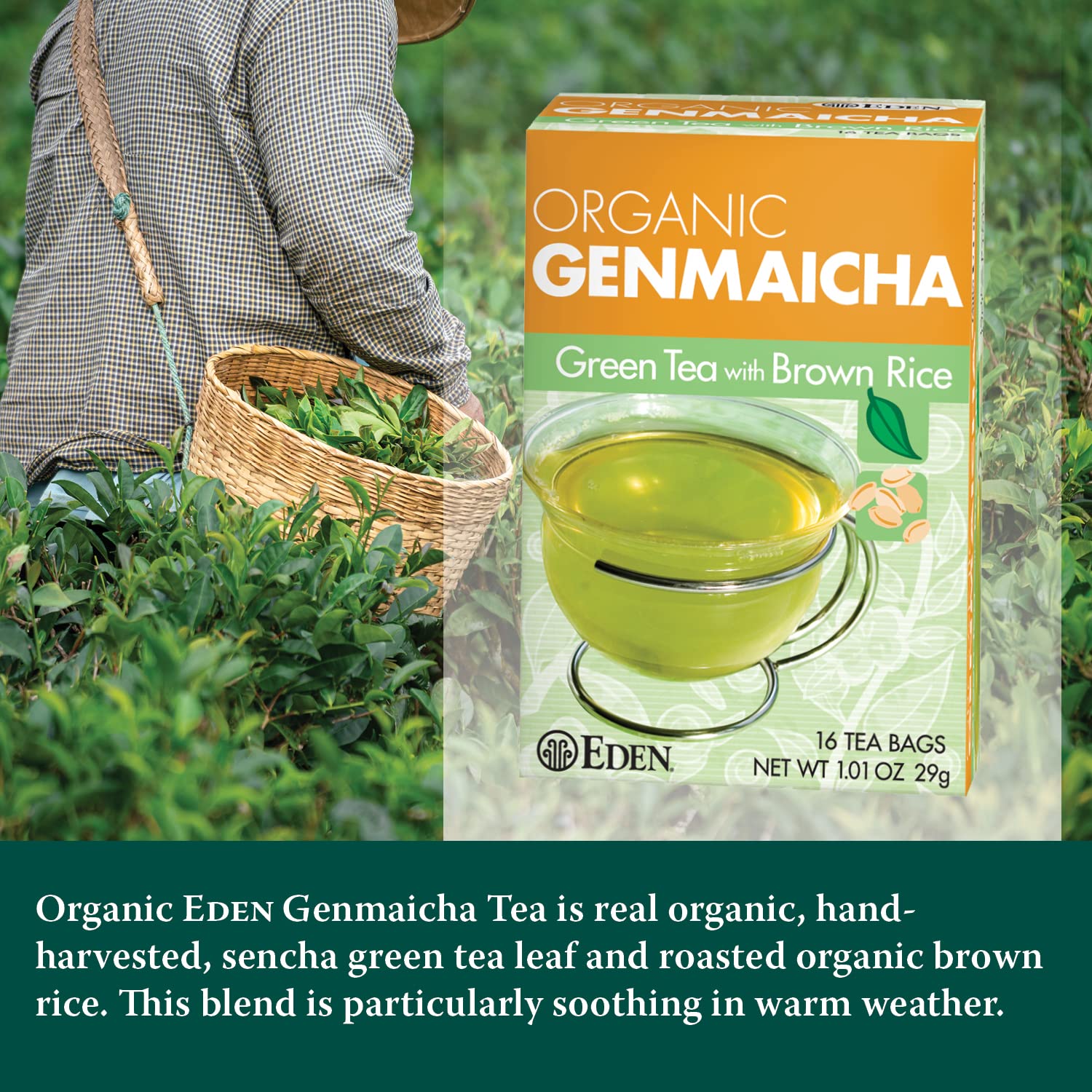 Eden Genmaicha loose sencha leaves and roasted brown rice displays blend