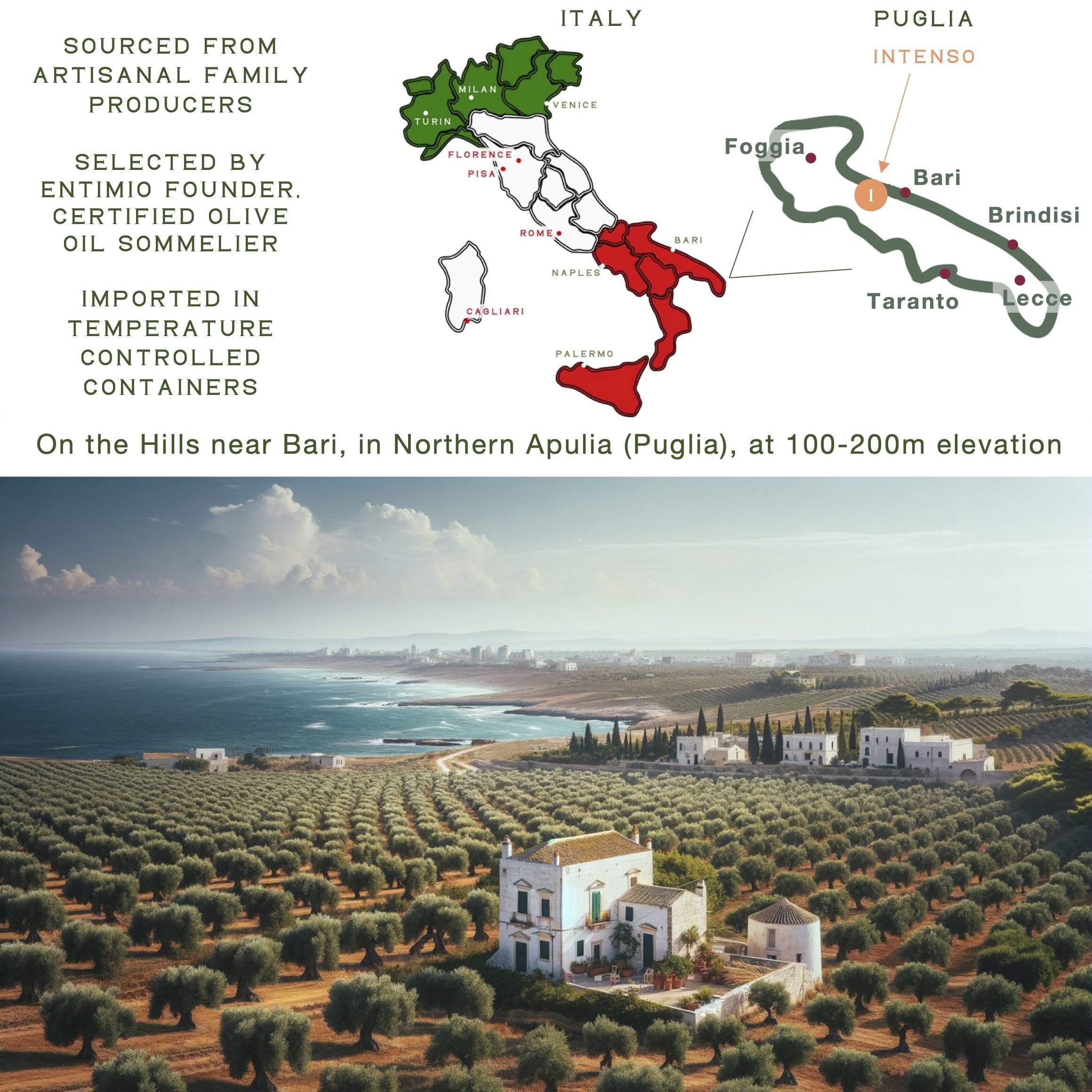 ENTIMIO olives on Apulian trees at harvest conveying freshness
