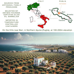 ENTIMIO olives on Apulian trees at harvest conveying freshness