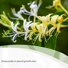 EYEM-AGS close-up of dried honeysuckle bud texture, highlights natural quality