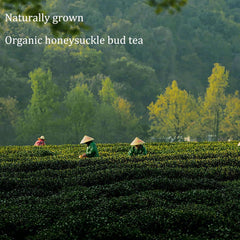EYEM-AGS brewed honeysuckle tea in cup, demonstrates gentle color and aroma