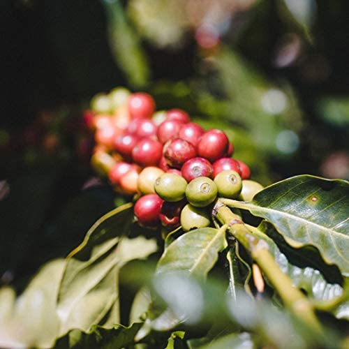 Close-up of Fara Coffee beans highlighting roast texture and rich aroma