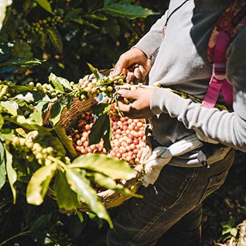 Fara Coffee Matagalpa farm landscape illustrating origin and sustainable Rainforest Alliance practices
