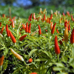 FILIPPONE pepper skin texture close-up showing preserved aroma and concentrated flavor