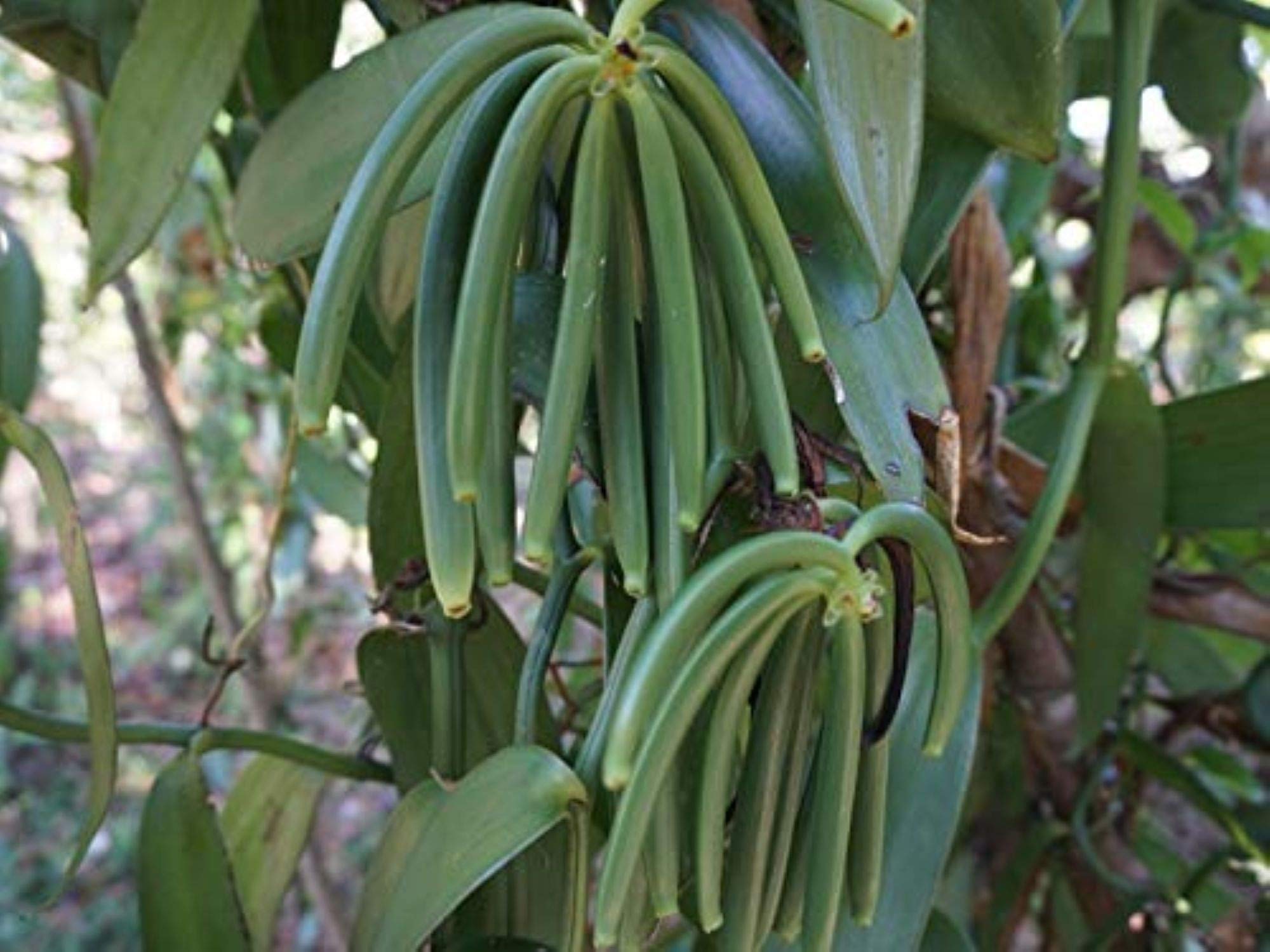 FITNCLEAN handful of 6-8 inch pods showing scale and generous pod length benefit