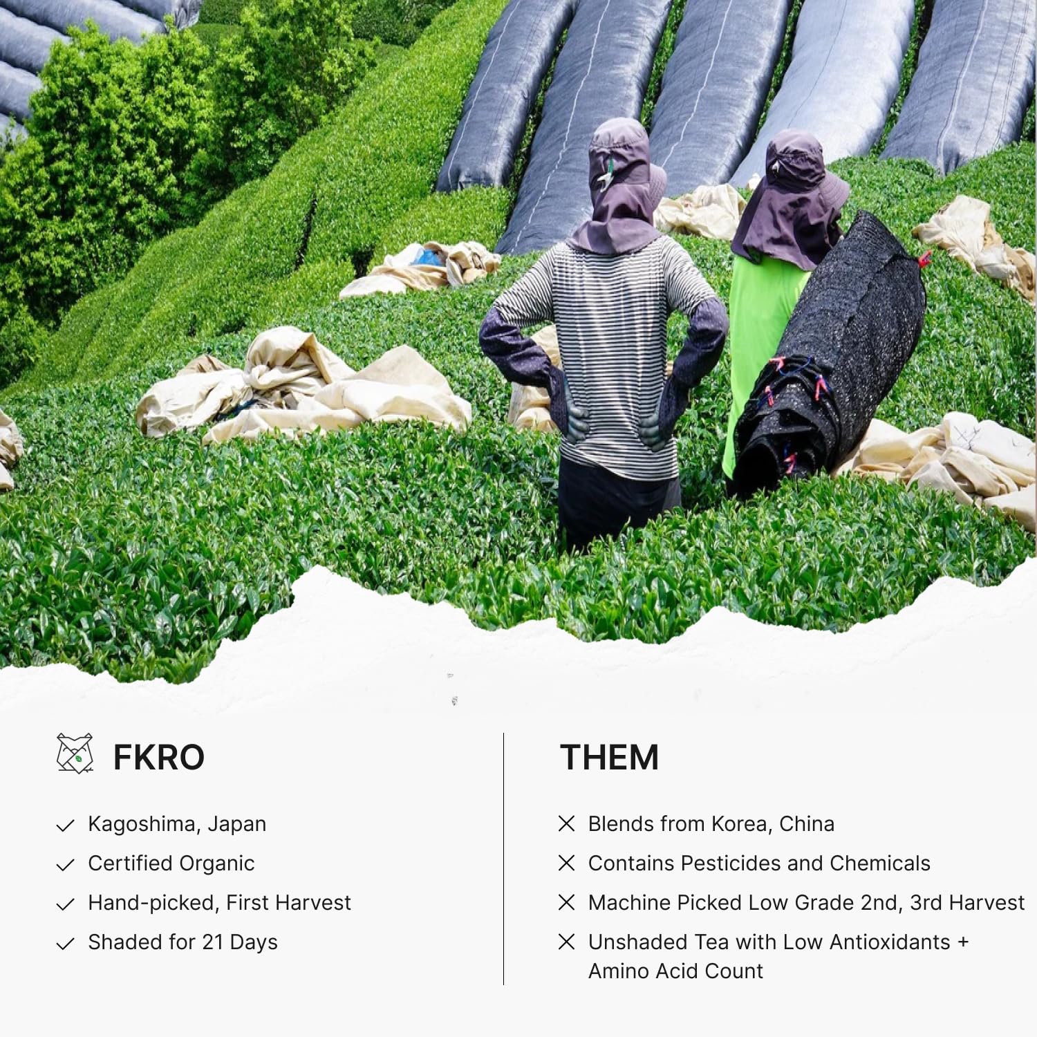 FKRO tea master steaming leaves illustrating handcrafted processing benefit