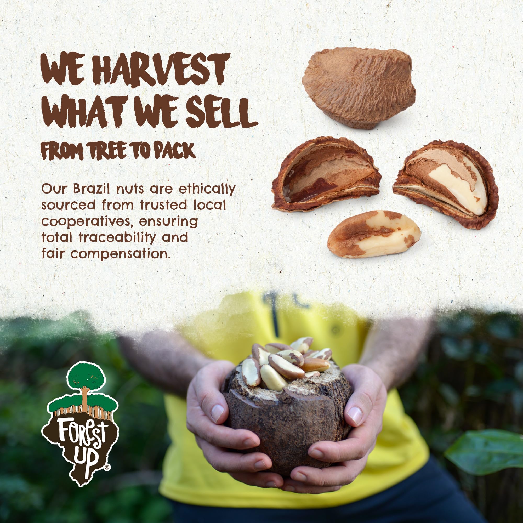 Floresta em Pé Brazil nuts scattered on wood conveying authentic forest origin
