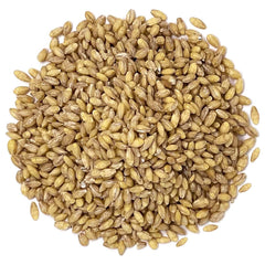 Food to Live close-up of hulled barley kernels highlighting whole-grain texture and fiber