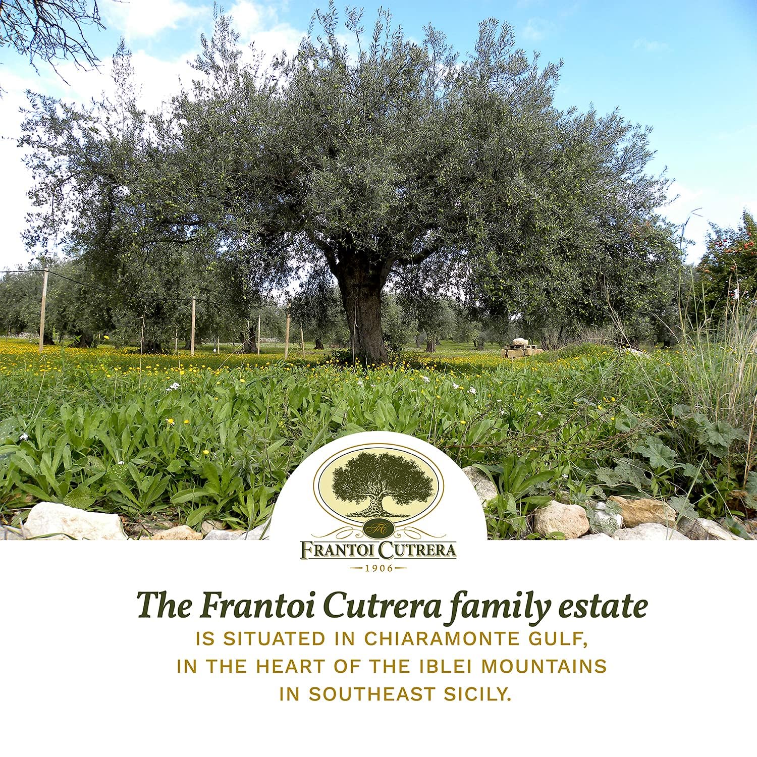 Frantoi Cutrera being poured over salad to enhance freshness and herbal notes