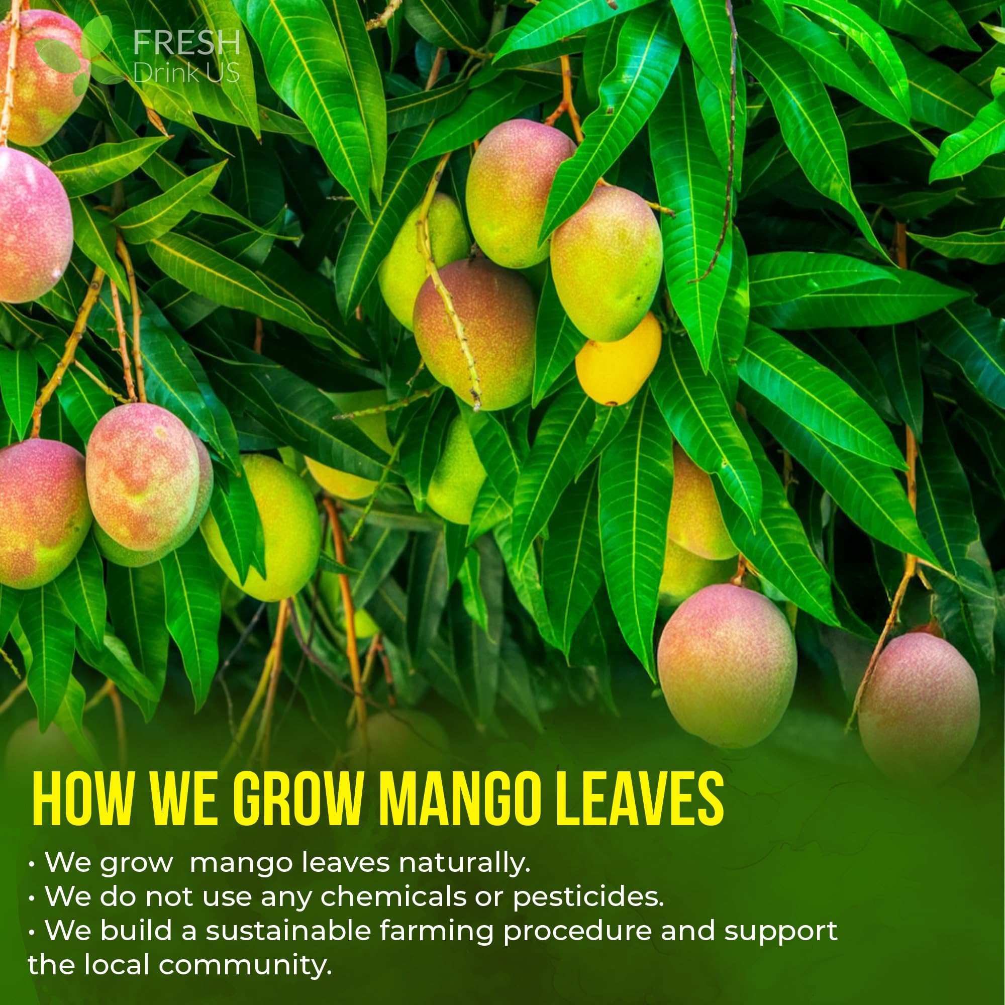 Steaming cup of brewed FRESHDRINKUS mango leaf tea showcasing mild color and aroma appeal