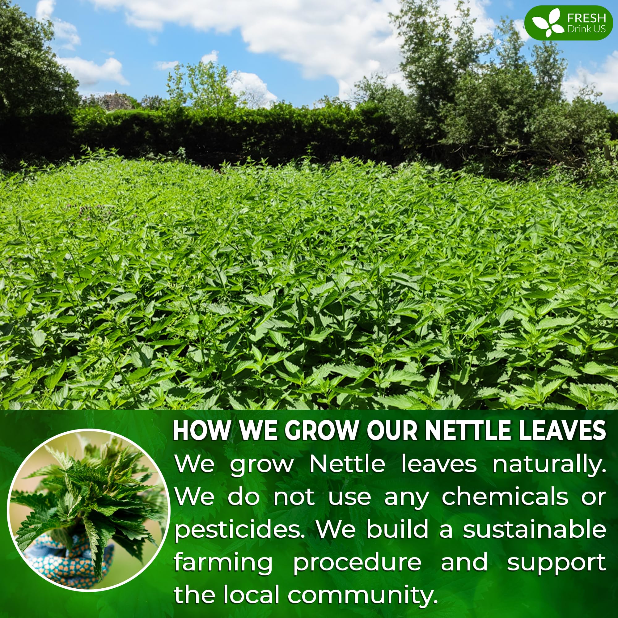 FreshDrinkUS dried nettle leaves texture displaying natural, pesticide-free quality