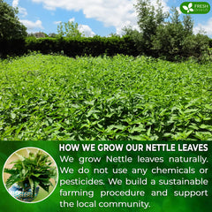 FreshDrinkUS dried nettle leaves texture displaying natural, pesticide-free quality