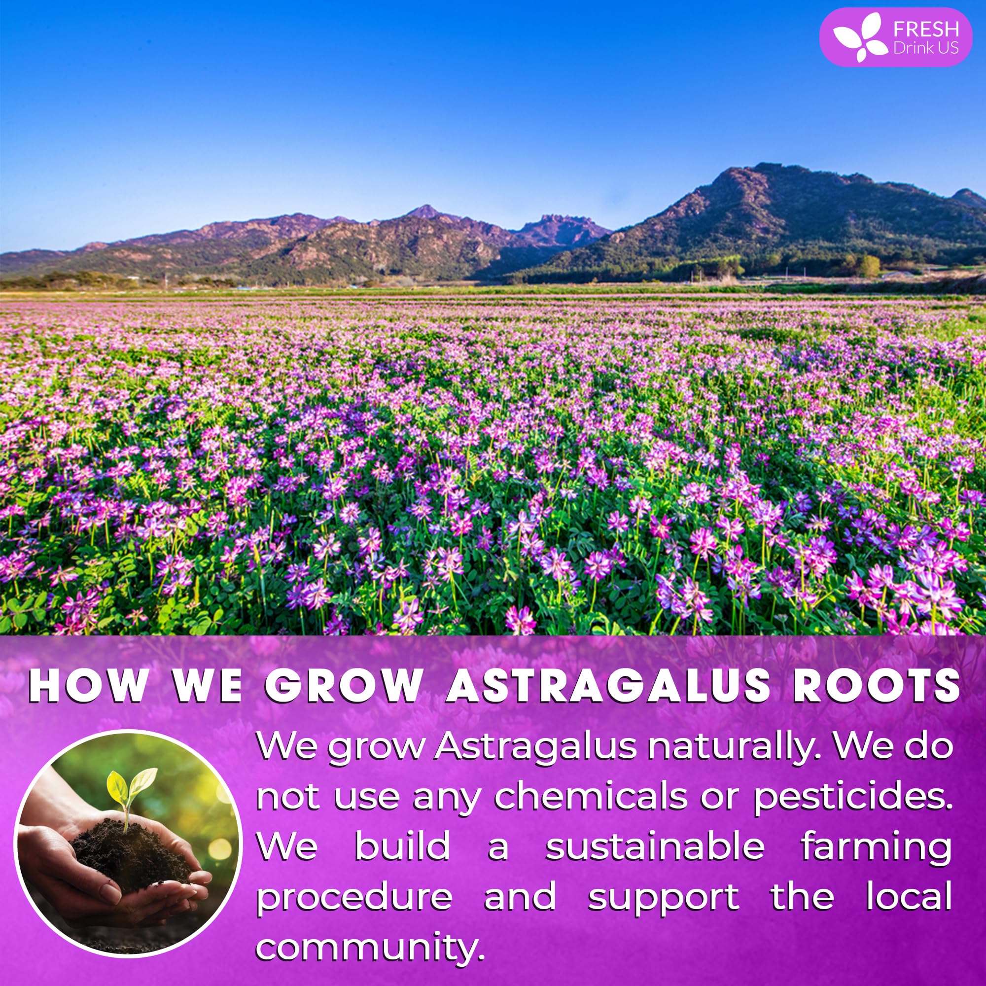 FRESHDRINKUS ground astragalus root texture close detail showcasing natural processing