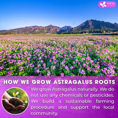 FRESHDRINKUS ground astragalus root texture close detail showcasing natural processing