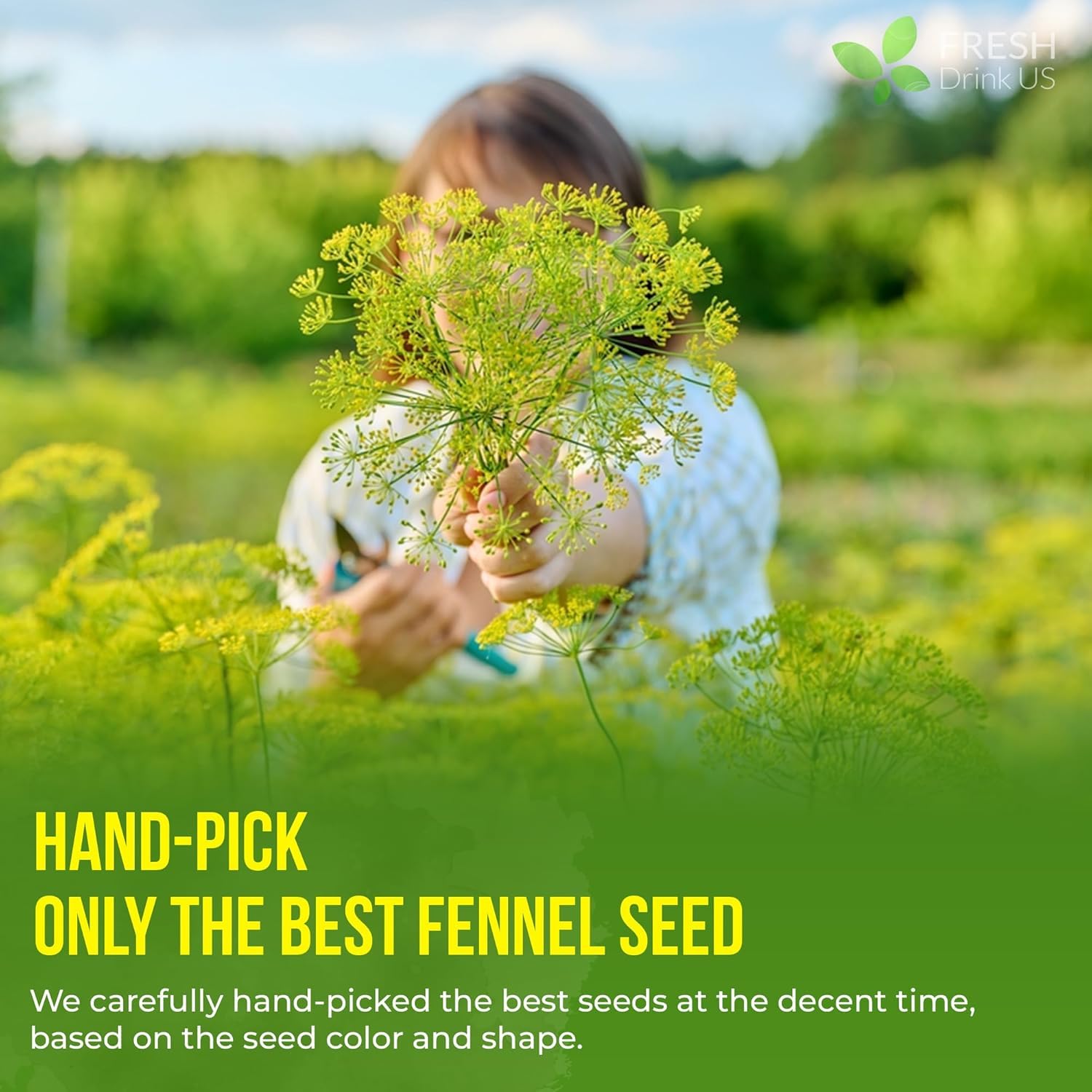 FRESHDRINKUS hand-harvested fennel seeds illustrating farm-sourced quality