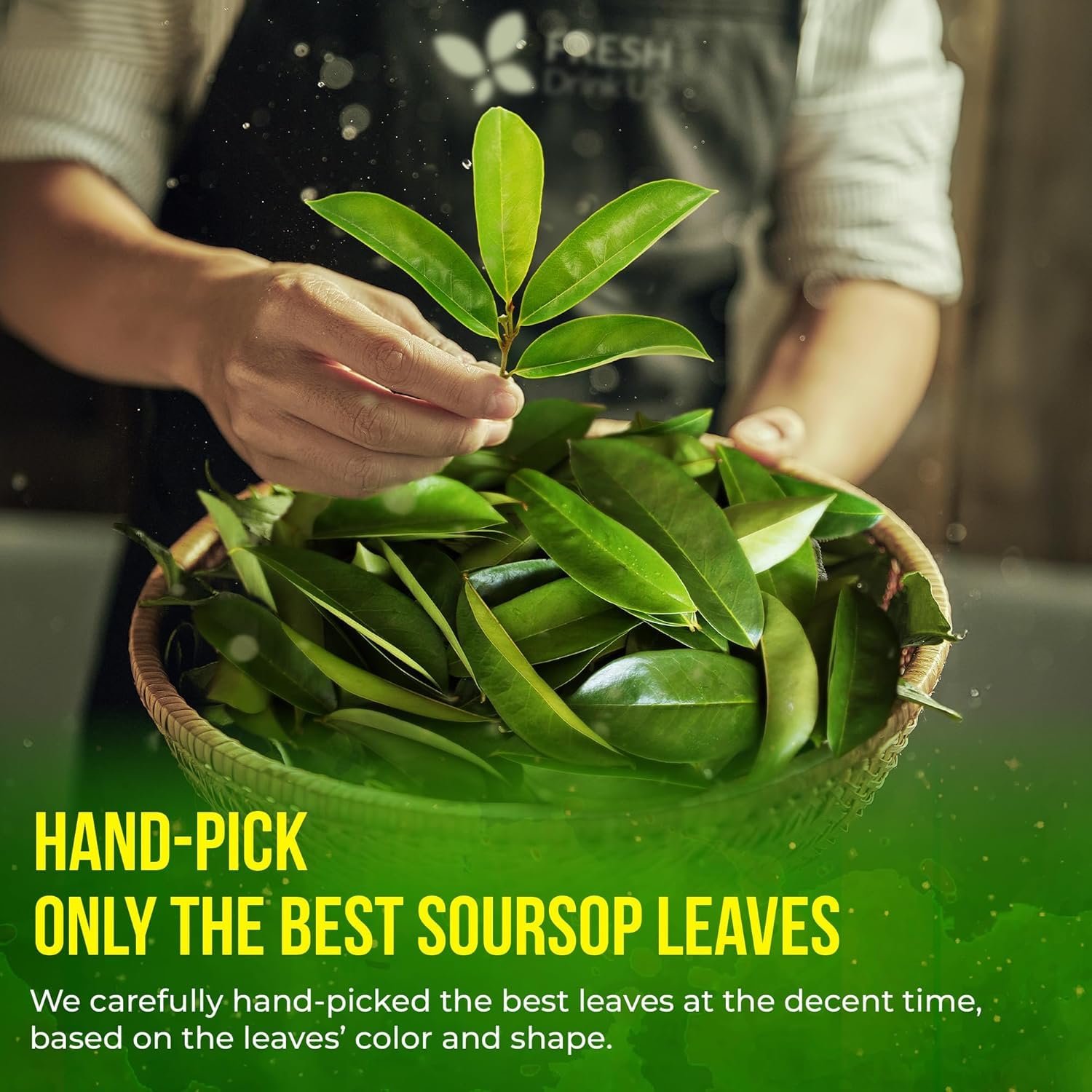 FRESHDRINKUS hand holding leaves for scale showing leaf size and quantity per pouch