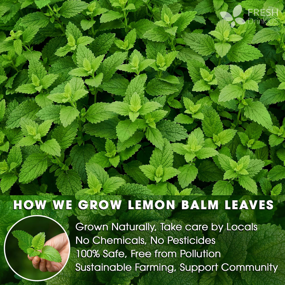 FRESHDRINKUS loose lemon balm leaves detail showing leaf quality and natural color
