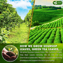FRESHDRINKUS loose herb texture with visible soursop and green tea for natural flavor