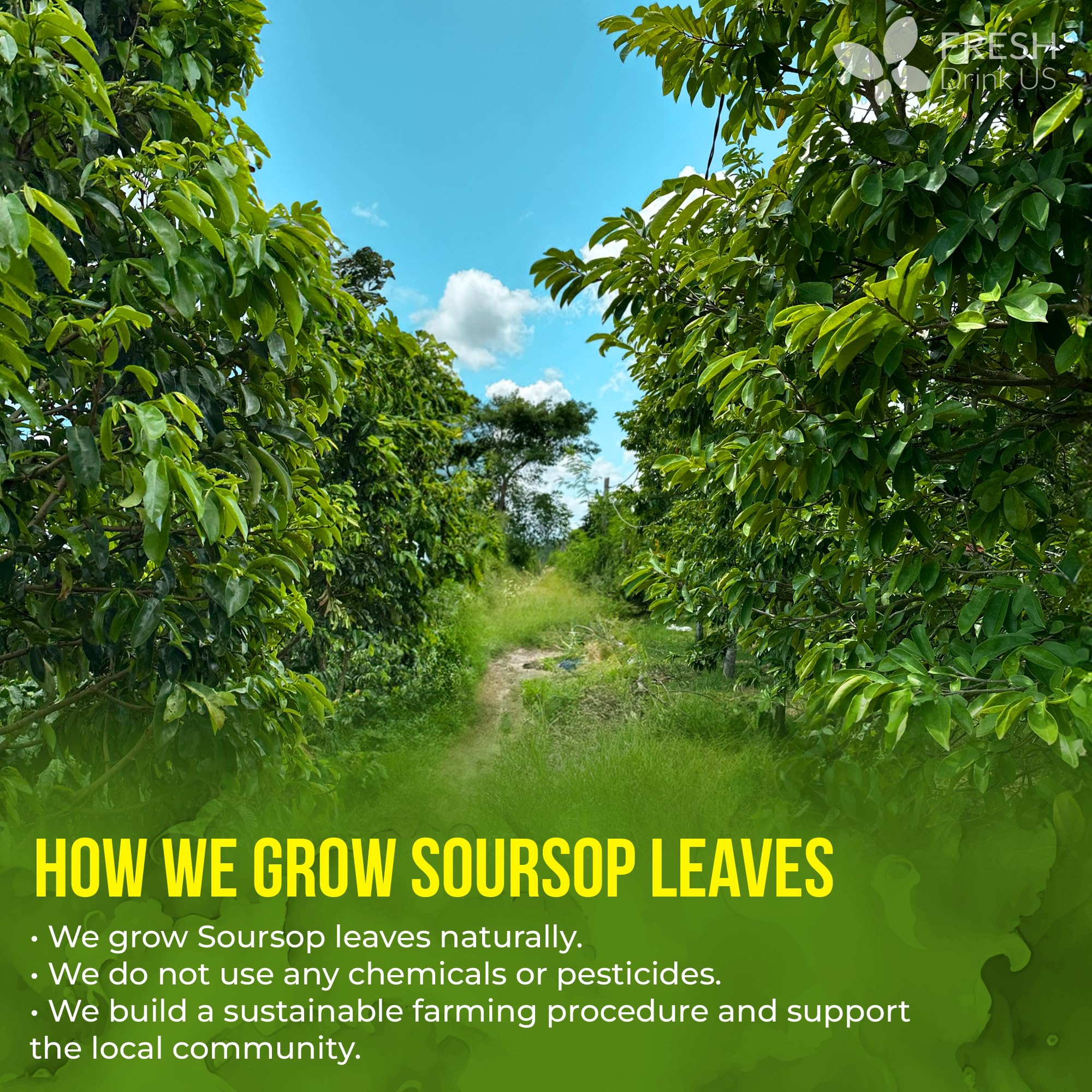 FreshDrinkUS steaming cup of brewed soursop tea showing aroma retention benefit