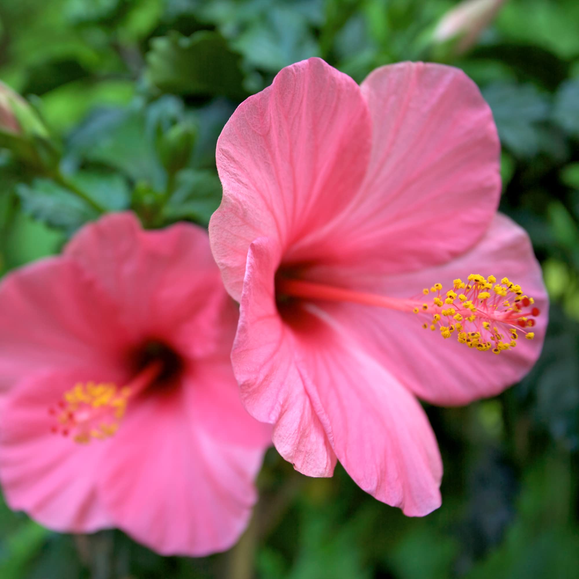 Frontier Co-op brewed hibiscus tea in cup showcasing vibrant color and clarity