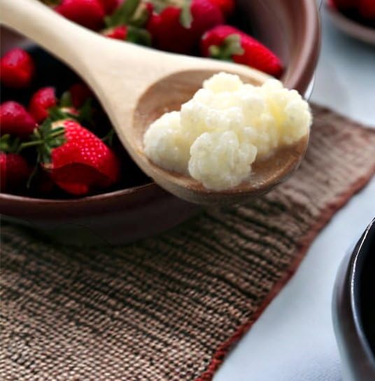 Generic milk kefir grains in glass jar fermenting in milk benefit: clear view of active culture