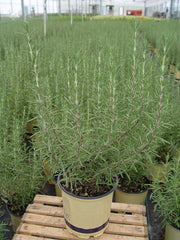Green Promise Farms Arp rosemary purple flowers detail showing ornamental blooms and pollinator appeal