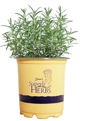 Green Promise Farms Arp rosemary front view showing compact upright habit and ready-to-plant condition